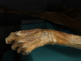 Tetovaza oko zgloba – 5.300 godina stara mumija Otzi